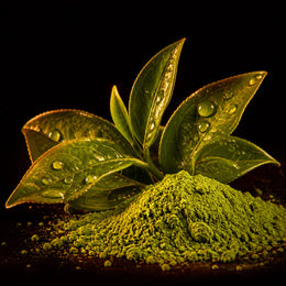 Extracto de té verde