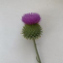 Flor de cardo mariano