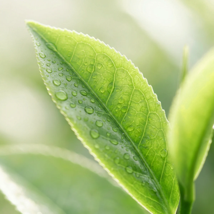 L-Teanina